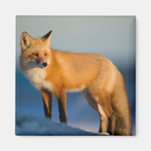 Brown Fox Magnet