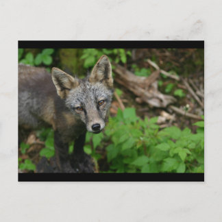 Brown Fox Postcard