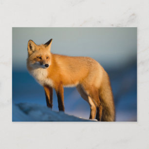 Brown Fox Postcard