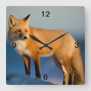 Brown Fox Square Wall Clock