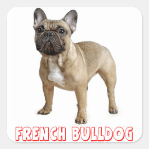 Brown French Bulldog Puppy Dog Red Square Sticker