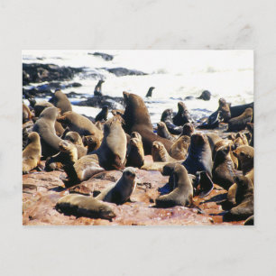 Brown Fur Seal Colony in Namibia Postcard