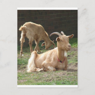 Brown Goat Postcard
