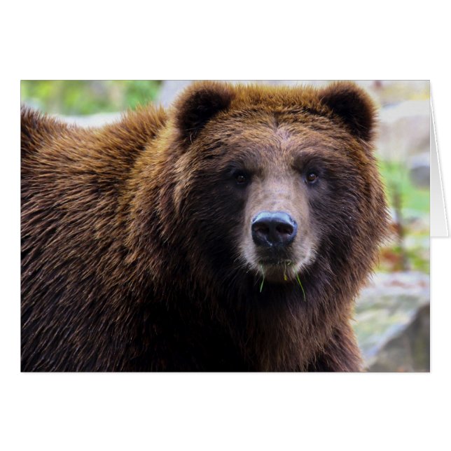 Brown Grizzly Bear (Front Horizontal)