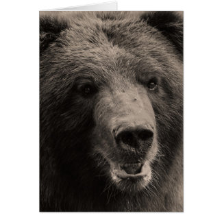 Brown Grizzly Bear Wildlife Photo
