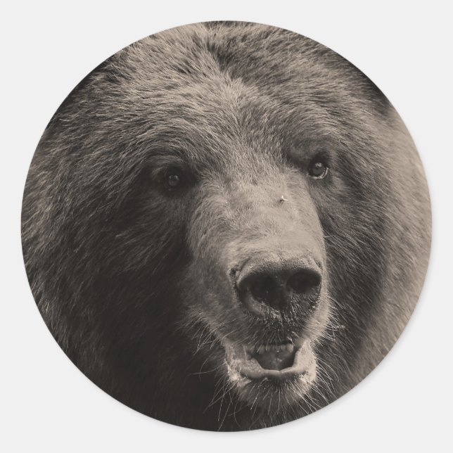 Brown Grizzly Bear Wildlife Photo Classic Round Sticker (Front)