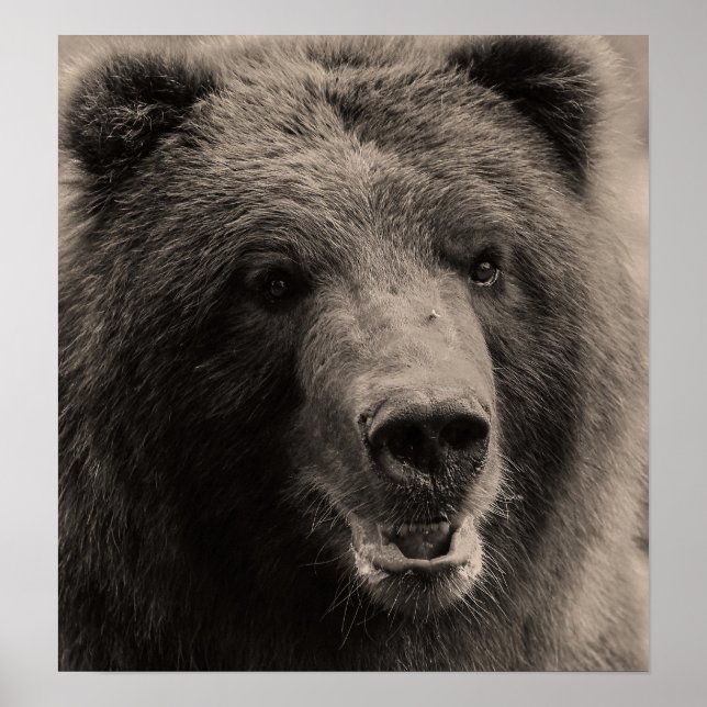 Brown Grizzly Bear Wildlife Photo Poster (Front)