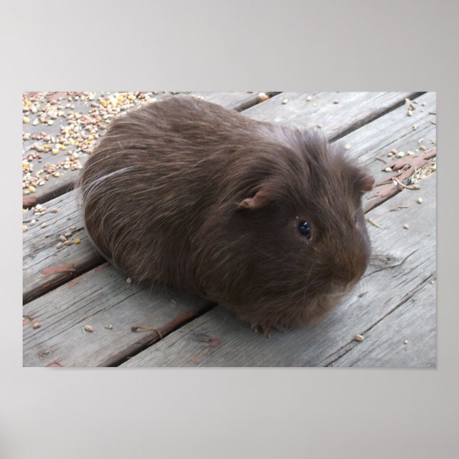 Brown Guinea Pig Poster (Front)