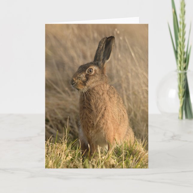 Brown hare Folded Greeting Card (Front)