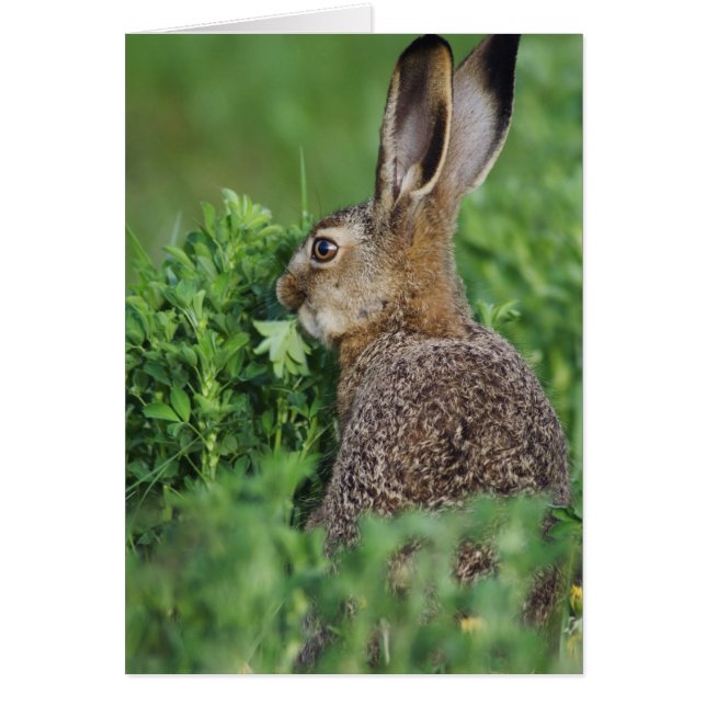 Brown Hare, Lepus europaeus, young eating, (Front)