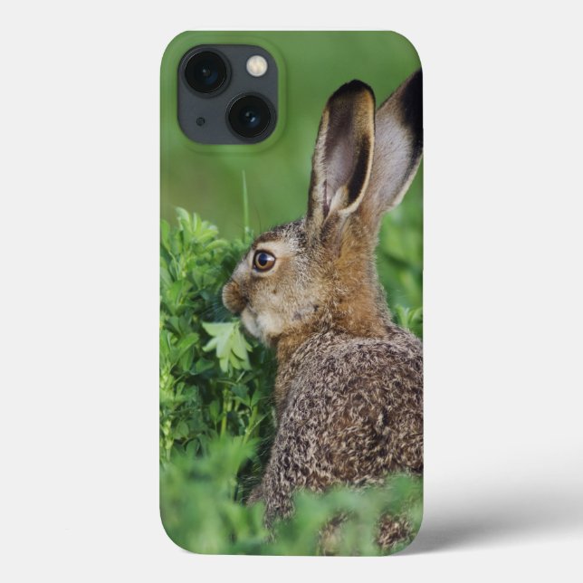 Brown Hare, Lepus europaeus, young eating, Case-Mate iPhone Case (Back)