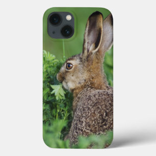 Brown Hare, Lepus europaeus, young eating, iPhone 13 Case