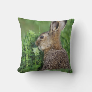 Brown Hare, Lepus europaeus, young eating, Cushion