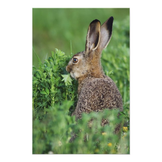 Brown Hare, Lepus europaeus, young eating, Photo Print (Front)