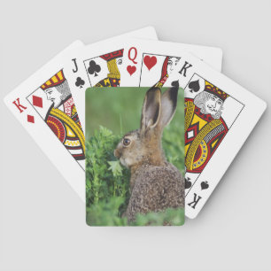 Brown Hare, Lepus europaeus, young eating, Playing Cards