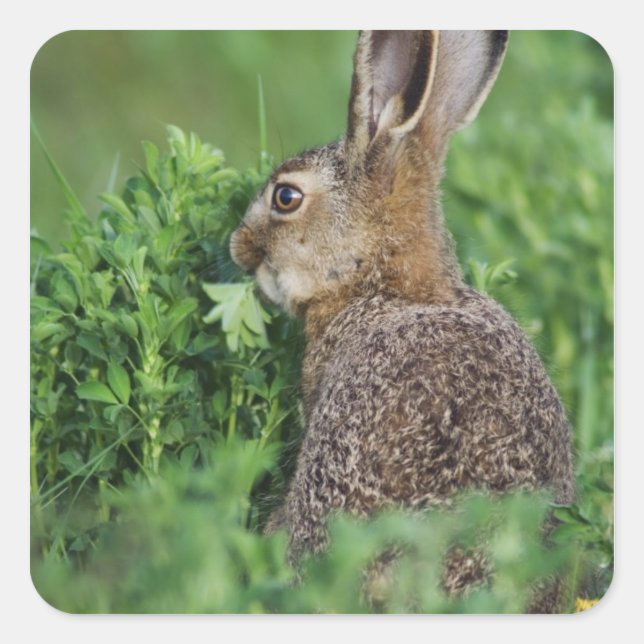 Brown Hare, Lepus europaeus, young eating, Square Sticker (Front)