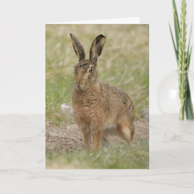 Brown hare, Perthshire Scotland card (Front)