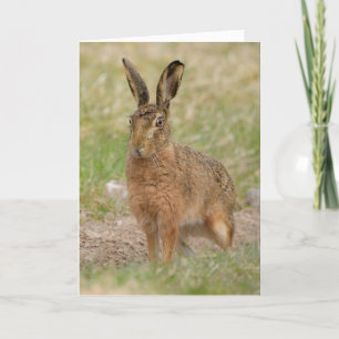 Brown hare, Perthshire Scotland card