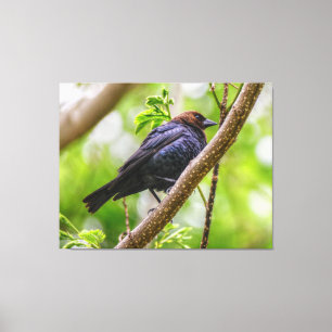 Brown Headed Cowbird Canvas Print