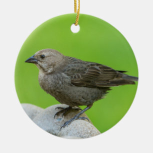 Brown Headed Cowbird Ceramic Tree Decoration