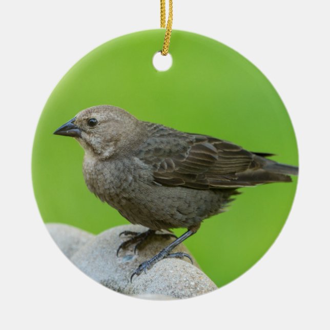 Brown Headed Cowbird Ceramic Tree Decoration (Front)