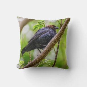 Brown Headed Cowbird Cushion