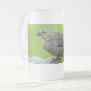 Brown Headed Cowbird Frosted Glass Beer Mug