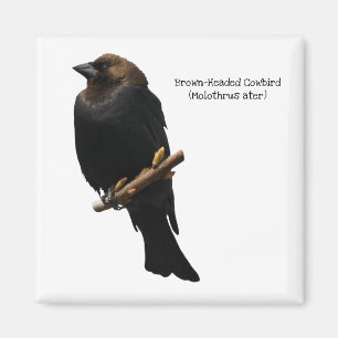 Brown-Headed Cowbird Magnet