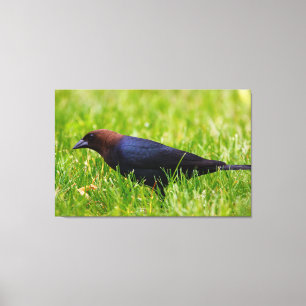 Brown-headed Cowbird (Molothrus ater) Canvas Print
