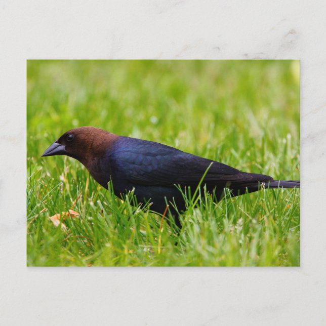 Brown-headed Cowbird (Molothrus ater) Postcard (Front)
