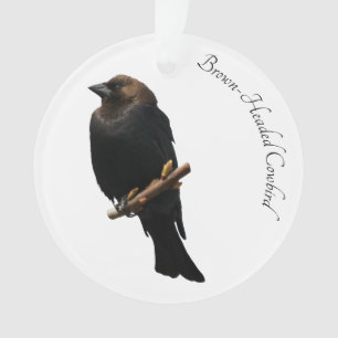 Brown-Headed Cowbird Ornament