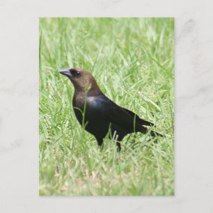 Brown Headed Cowbird Photo Postcard