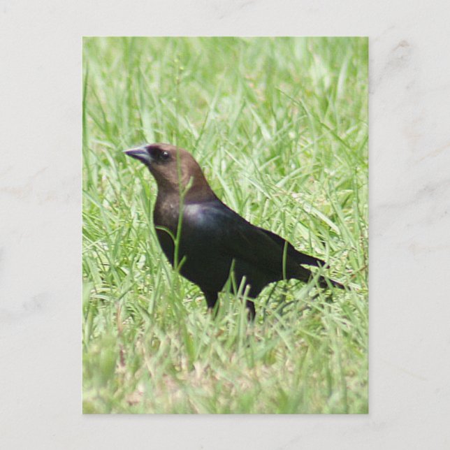 Brown Headed Cowbird Photo Postcard (Front)