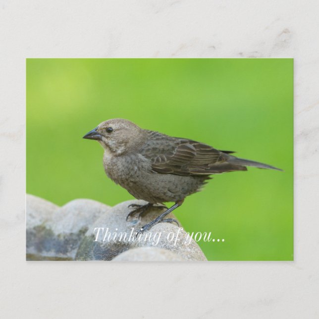 Brown Headed Cowbird Postcard (Front)