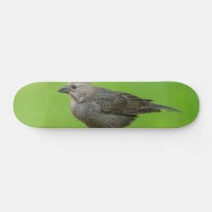 Brown Headed Cowbird Skateboard