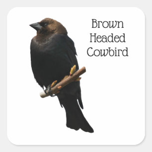 Brown-Headed Cowbird Square Sticker