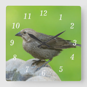 Brown Headed Cowbird Wall Clock