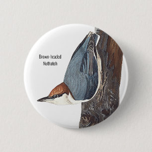 Brown-headed Nuthatch, Audubon, Birdwatcher Bird 6 Cm Round Badge