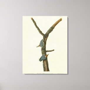 Brown-headed Nuthatch - Audubon's Birds of America Canvas Print
