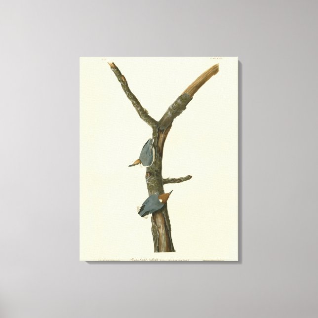 Brown-headed Nuthatch - Audubon's Birds of America Canvas Print (Front)