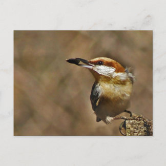 Brown-headed Nuthatch Postcard