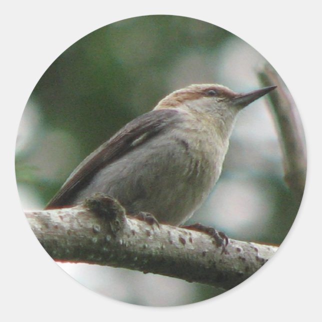 Brown-headed Nuthatch Sticker (Front)