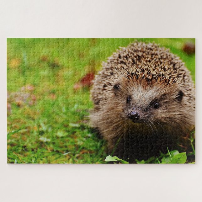 Brown hegdehog on grass jigsaw puzzle (Horizontal)
