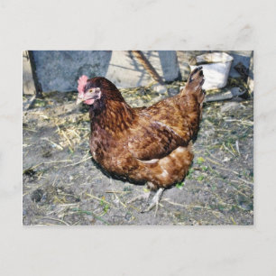 Brown Hen On The Back Yard Postcard