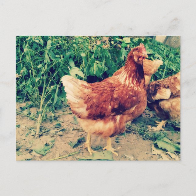 Brown Hen postcard (Front)