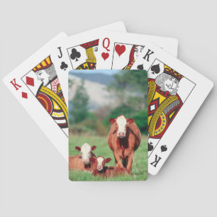 Brown hereford cattle playing cards