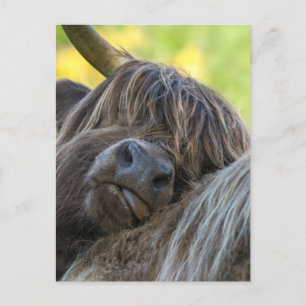 Brown Highland Cow Postcard