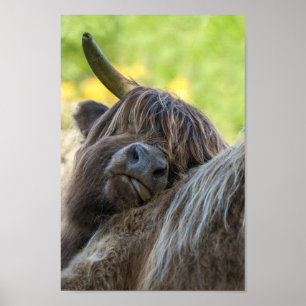 Brown Highland Cow Poster