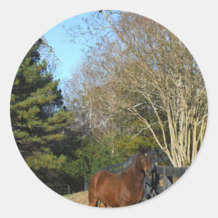 Brown Horse against a Fence Classic Round Sticker