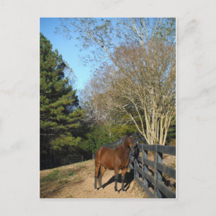 Brown Horse against a Fence Postcard